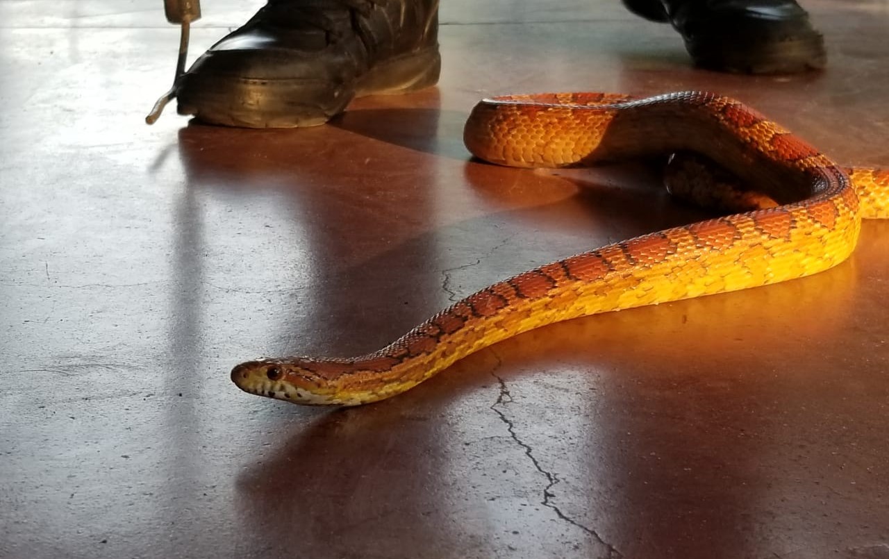 ESPELUZNANTE: capturó una culebra en su local | Córdoba