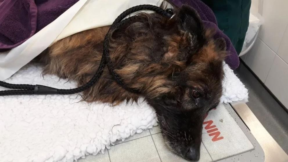 Detuvieron a una pareja que tiró a una perra al río atada a una piedra | Internacionales