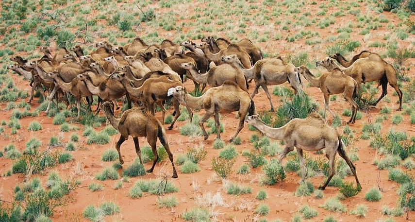 Sacrificaron 5.000 camellos en Australia para ahorrar agua | Internacionales