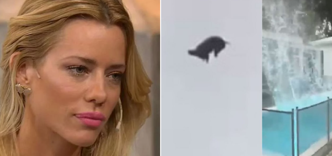 Nicole Neumann, furiosa por el maltrato al chancho: "Me encantaría saber quién es el tarado mental" | Espectáculos