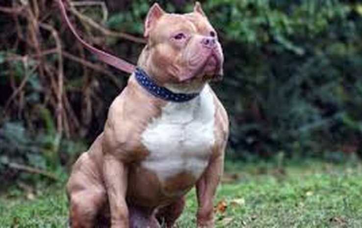 EE.UU.: creen que una mujer usó su perro pitbull para matar a su ex novio | Internacionales