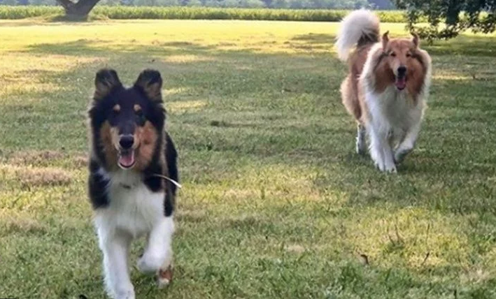 Grieta de perros: Los perros de Alberto, Dylan y Prócer, se pelean por el dominio de la Quinta de Olivos | Actualidad