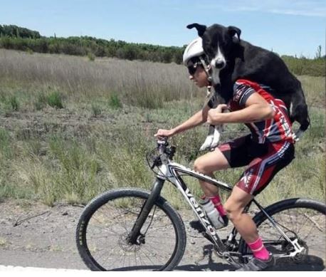 EMOTIVO VIDEO: ciclistas cargaron y trasladaron a un perro en la ruta para salvarle la vida | Actualidad