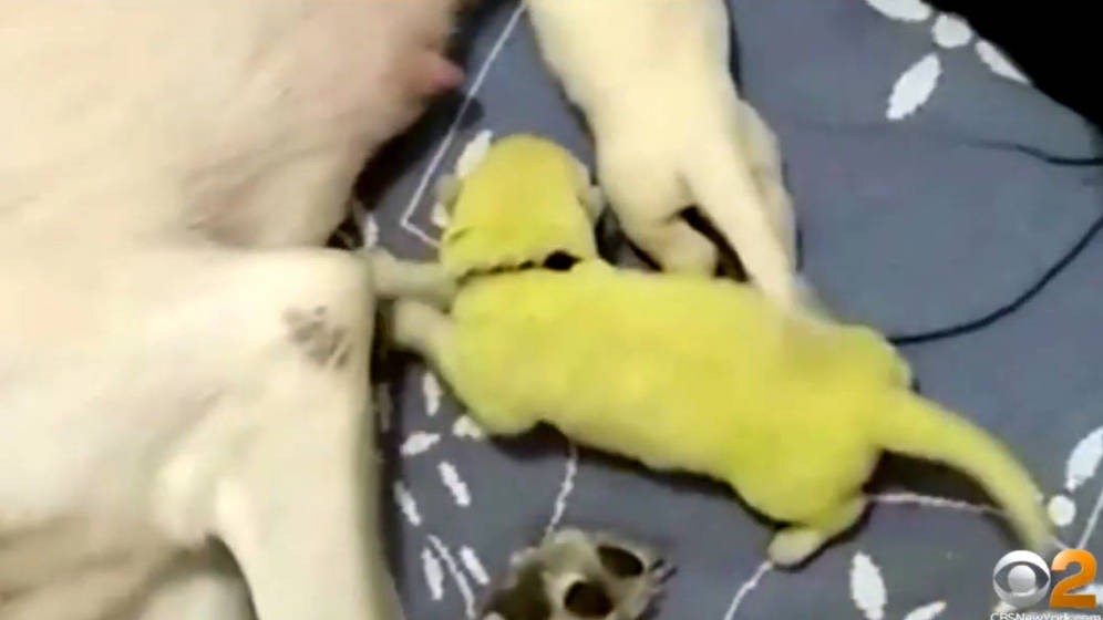 ¿El perro de Hulk?: la extraña razón por la que un cachorro nació teñido de verde | Curiosidades
