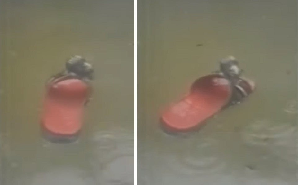 VIDEO: una rata navegó en una chancleta y se salvó de la inundación | Redes