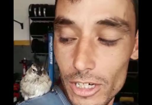 VIDEO: insólito y viral, el pajarito que reparte soda por los barrios de Córdoba | Curiosidades