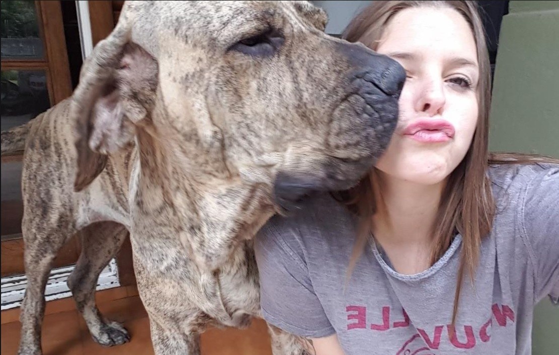 Atropellaron y mataron a su perro amado, pide ayuda en sus redes sociales | Redes