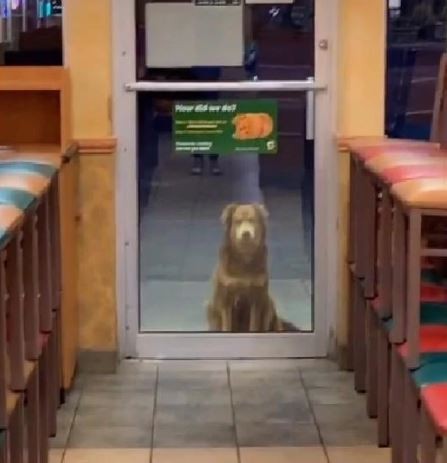 VIDEO: una perrita va a un local de comida rápida todos los días para que le den comida | Redes