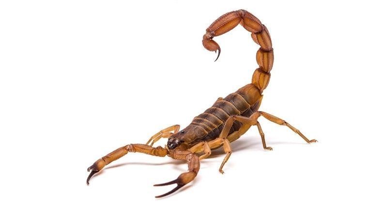 Un nene de 4 años está grave tras ser picado por un alacrán | Córdoba