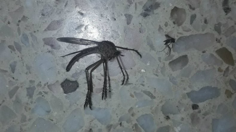 VIRAL: el "mosquito gigante" es cordobés | Redes