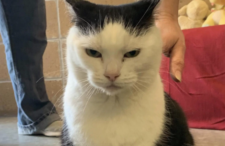 La "peor gata del mundo" está en adopción | Redes