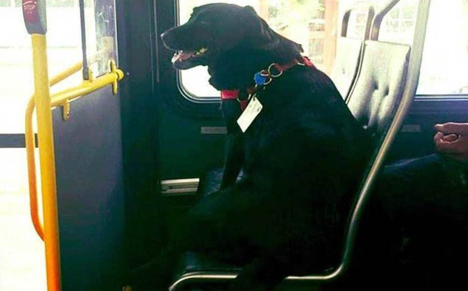 La historia de Eclipse, la perra que viaja sola en colectivo para ir a jugar al parque | Curiosidades