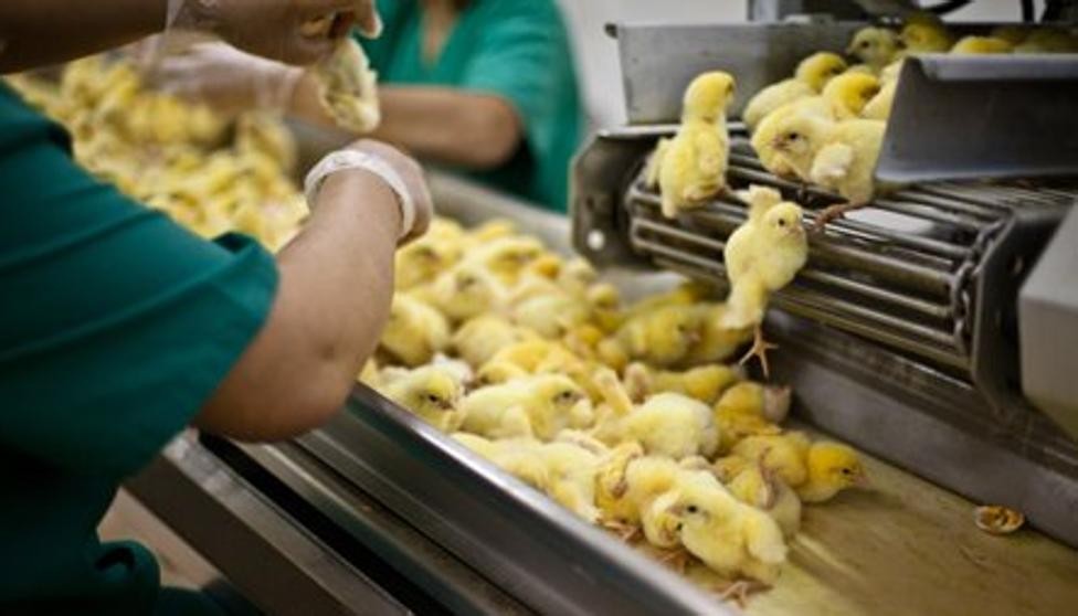 Francia prohibirá la matanza de pollitos machos: son triturados y asfixiados al nacer | Internacionales