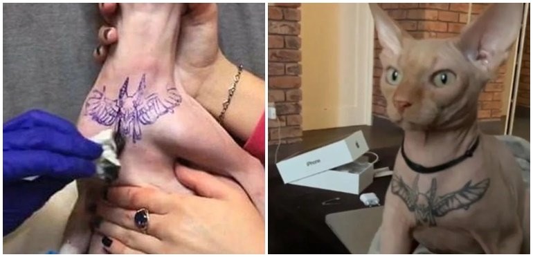 Bronca en las redes con una joven que anestesió y tatuó a su gato | Redes