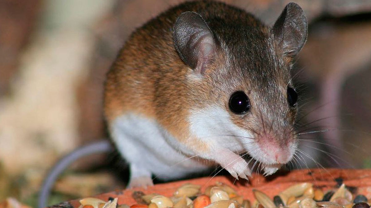 Neuquén: confirman el primer caso de hantavirus y aíslan a 22 personas | Actualidad