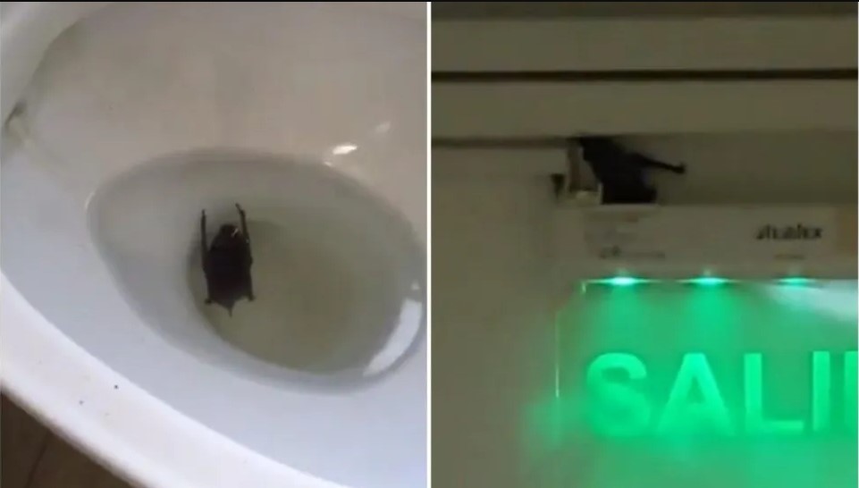 Video viral del murciélago en el inodoro de Tribunales: advierten que matarlos es un delito penal | Actualidad
