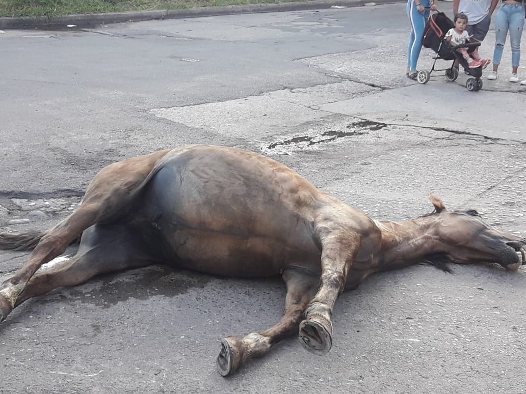 Indignación por la muerte y abandono de un caballo | Córdoba