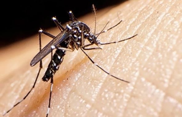 Dengue: confirman 45 casos en Formosa y 26 en Buenos Aires | Actualidad