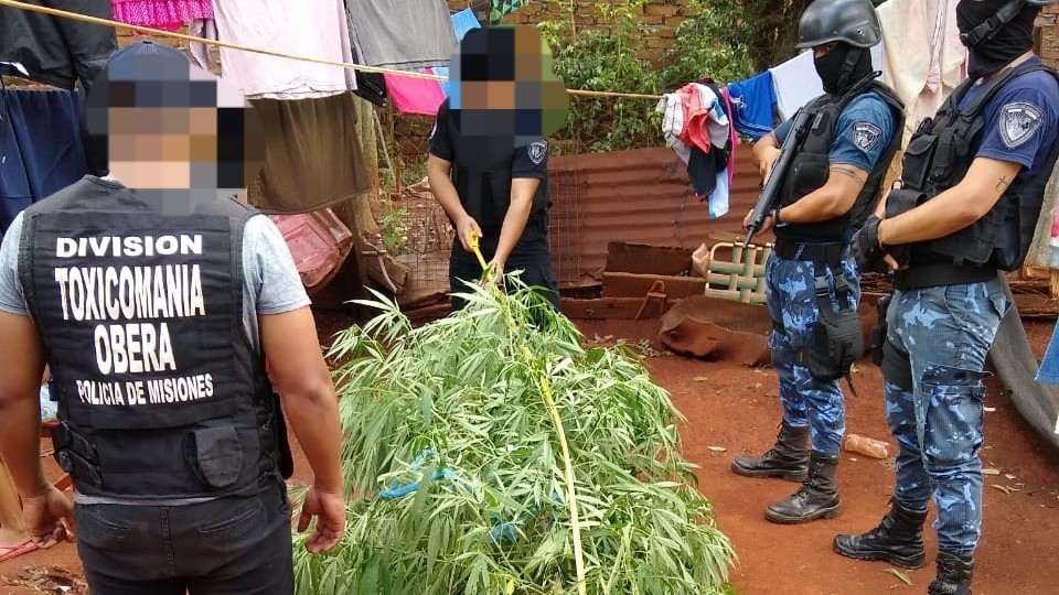 Detuvieron a una mujer de 74 años que tenía una planta de marihuana | Actualidad