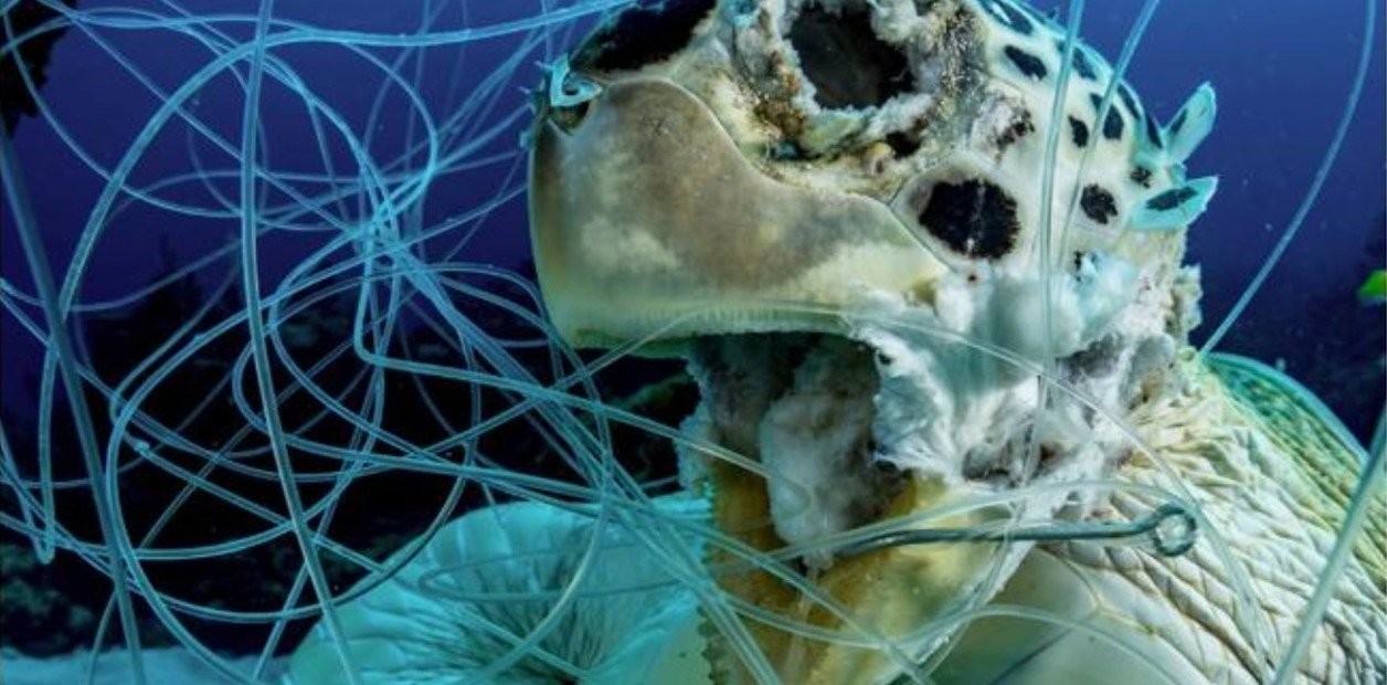 Foto impactante: una tortuga marina muerta enredada en hilos de pesca y anzuelos | Actualidad