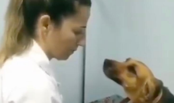 VIDEO VIRAL: la tierna mirada de un perro mientras lo curaba la veterinaria | Redes