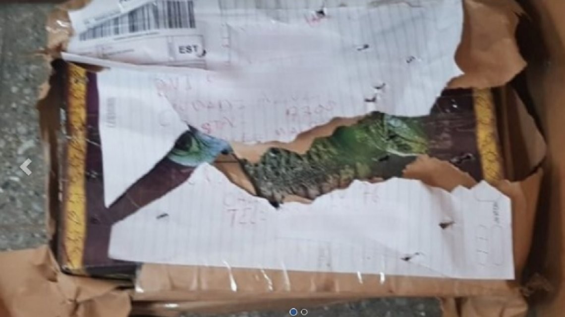 Azul: escucharon ruidos dentro de una encomienda y había un largato vivo | Actualidad