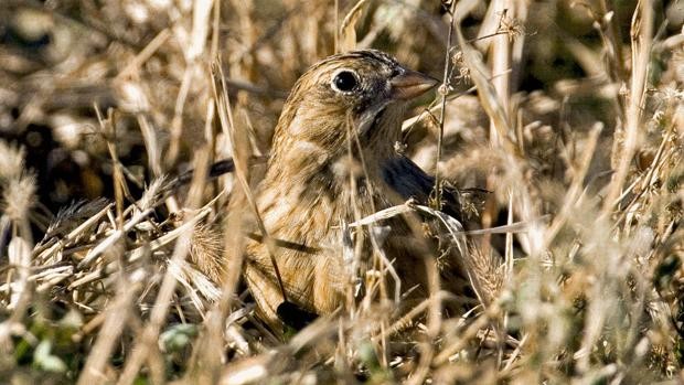 El curioso pájaro que tiene sexo 350 veces a la semana | Curiosidades