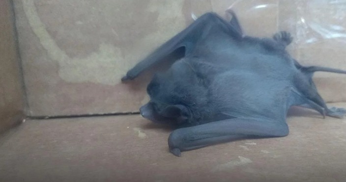 Hallaron un murciélago con rabia en Saladillo: montarán un operativo para vacunar perros y gatos | Actualidad