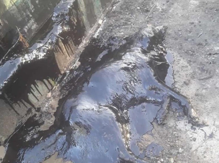 Conmovedor rescate: le salvaron la vida a un perro que cayó en un pozo con brea | Redes