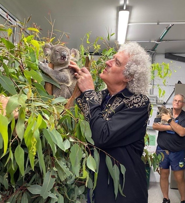 El guitarrista de “Queen” tocó para un koala rescatado de los incendios de Australia | Espectáculos