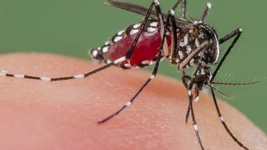 Una familia de Alta Gracia fue afectada por dengue tras viajar a Misiones | Córdoba