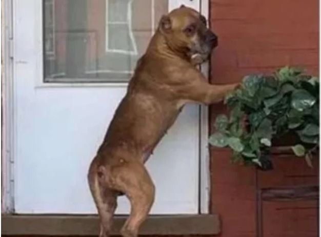 Vendieron su casa y abandonaron a su perro: rascó la puerta durante 21 días | Internacionales