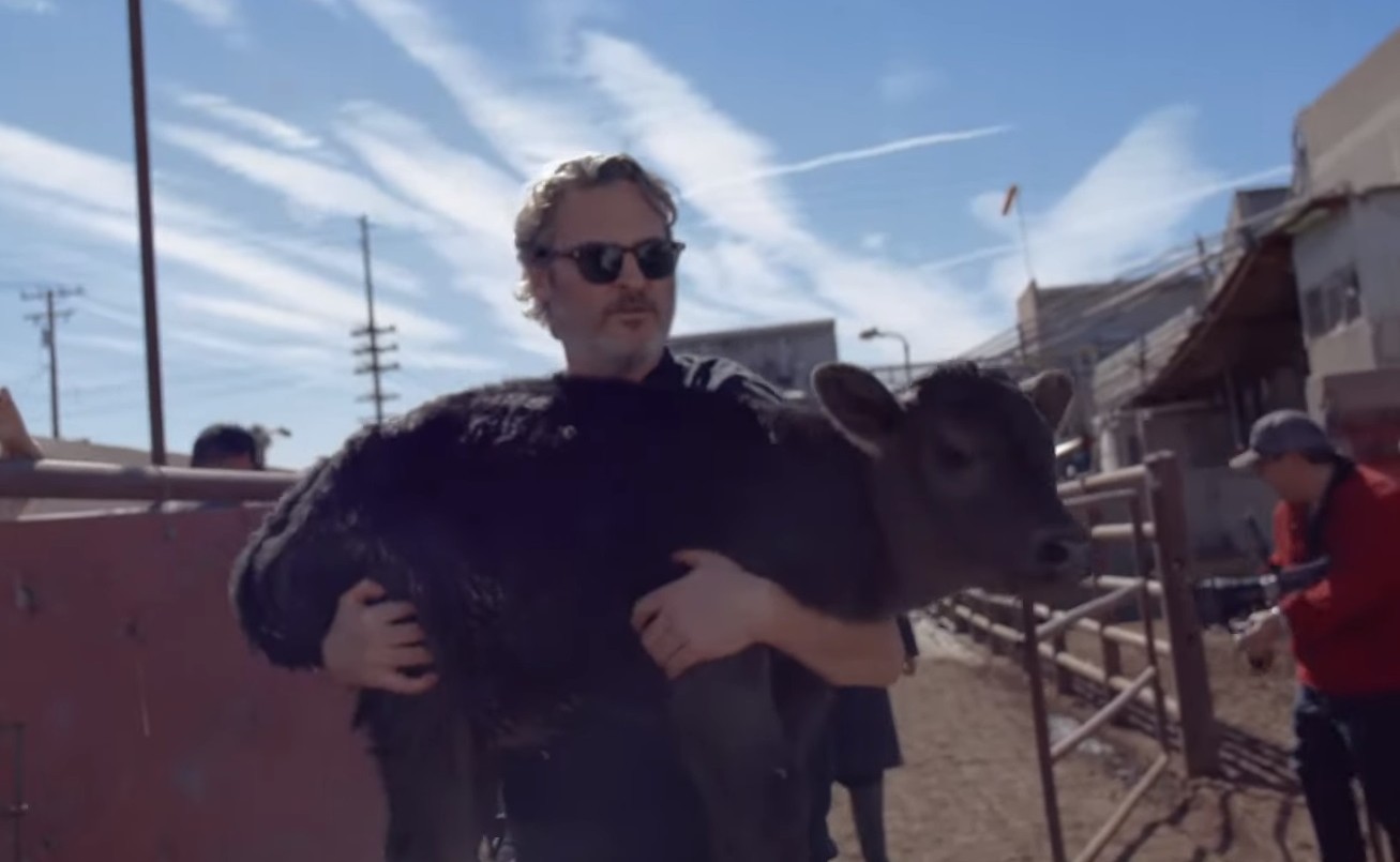 Joaquin Phoenix salvó a una vaca y a su cría de un matadero: "Nunca más van a sentir la crueldad del ser humano" | Internacionales