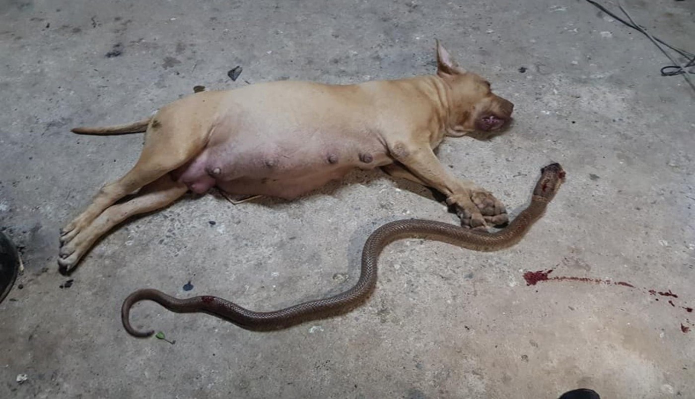 Murió una perra pitbull embarazada tras salvar a sus dueños del ataque de una serpiente | Internacionales