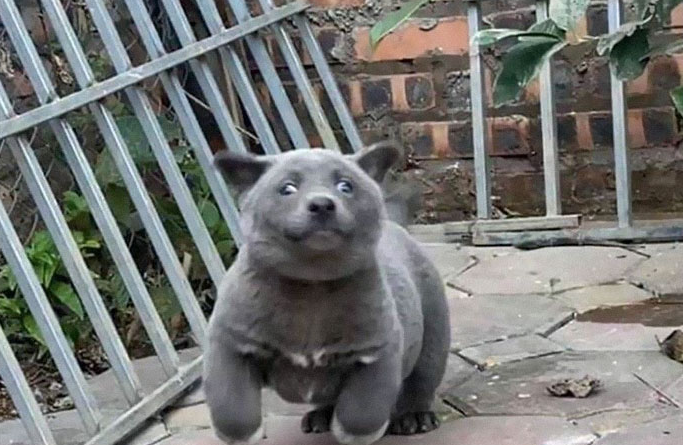 El extraño perro que parece un gato | Curiosidades