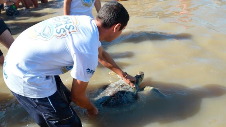 Video conmovedor: la tortuga marina que había defecado 14 gramos de plástico se recuperó y volvió al mar | Actualidad