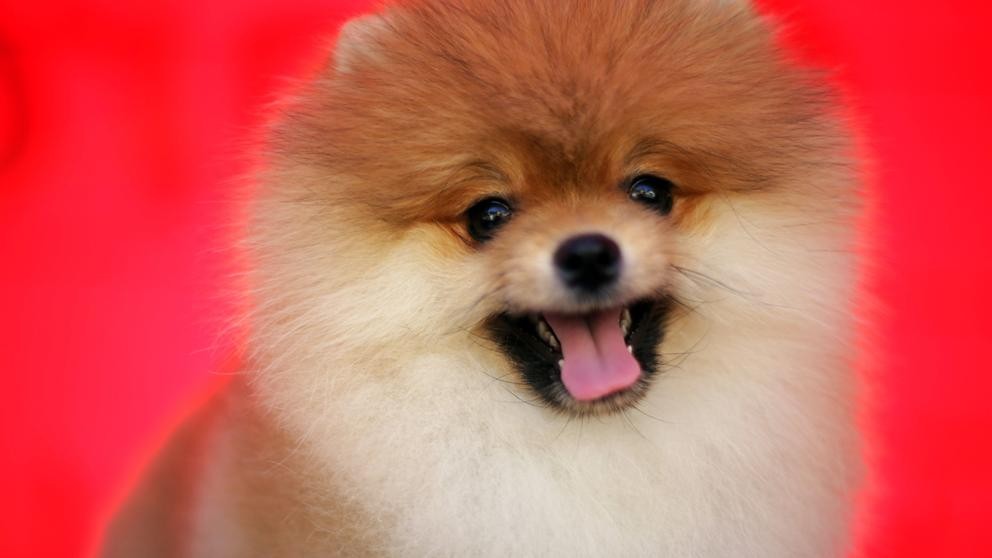 Pusieron a un perro en cuarentena por coronavirus: lo habría contagiado su dueño | Internacionales