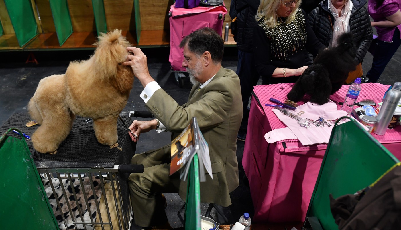 Los fans de los perros desafían al coronavirus en un show canino en Inglaterra | Actualidad