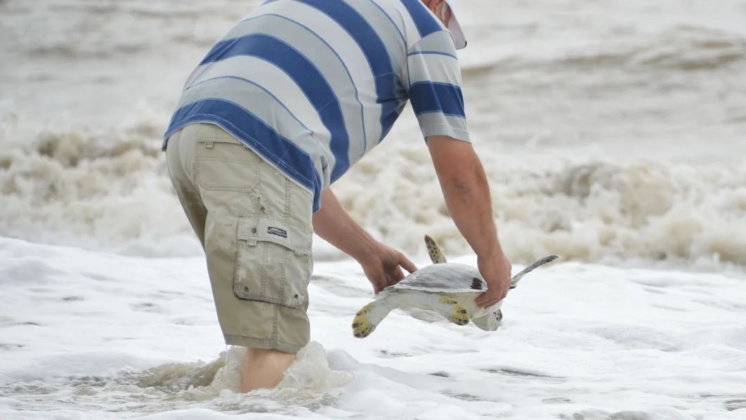 Volvió al mar una tortuga de 35 cm que expulsó 1,20 metros de plástico | Curiosidades