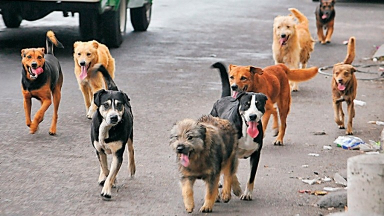 Preocupación en Ushuaia por 12.500 perros sueltos en las calles | Actualidad