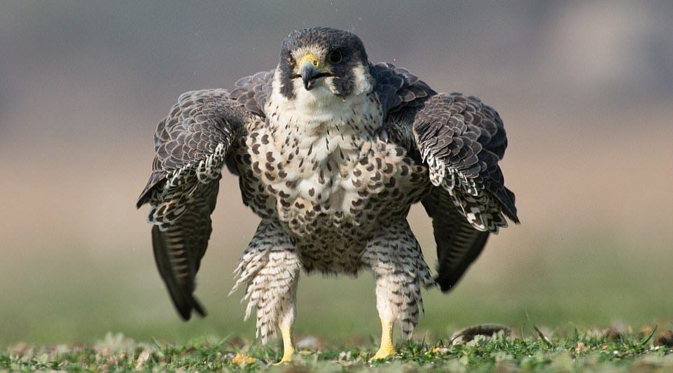 Foto viral: el halcón peregrinó que posó como "el increíble Hulk" | Redes
