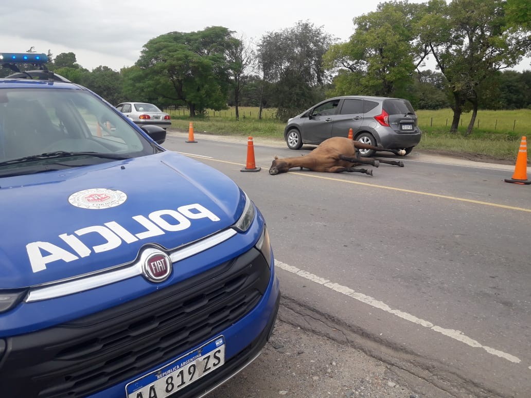 FOTOS: un hombre herido y dos caballos muertos por un accidente cerca de Alta Gracia | Córdoba