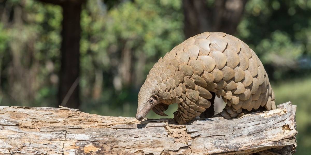 El pangolín, otra vez en la mira: científicos creen que es el responsable del brote de coronavirus | Internacionales
