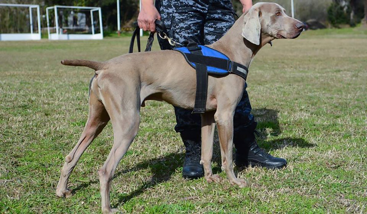 Bruno, el "Messi de los perros" que ayudó a detener al femicida de Monte Chingolo | Actualidad