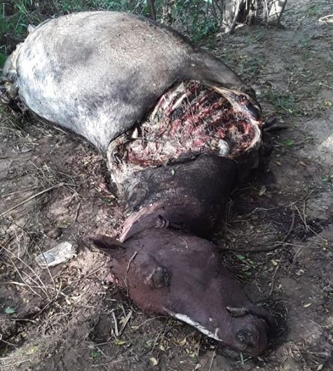 Río Segundo: Preocupación por el robo y faenamiento de caballos | Córdoba