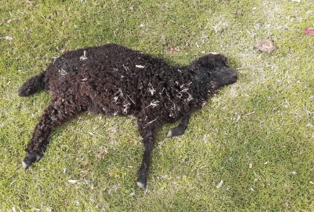 FOTOS - Delincuentes mataron 11 animales y aniquilaron la granja de un jardín maternal | Córdoba