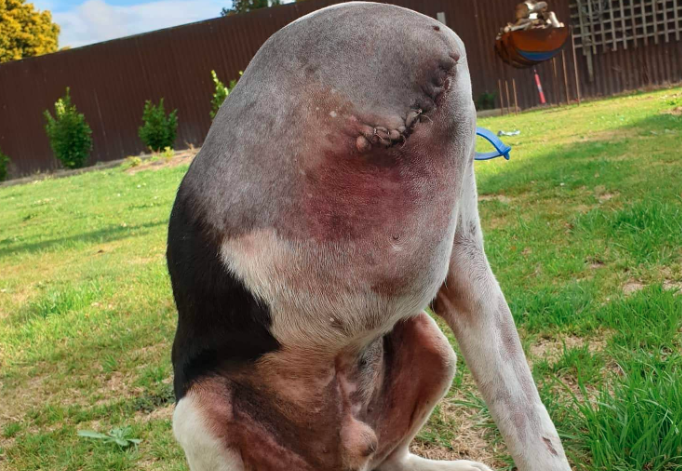 La extraña foto de un perro que se volvió viral | Redes