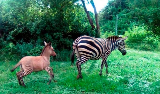 Nació un animal único en su especie de la cruza de una cebra y un burro | Curiosidades