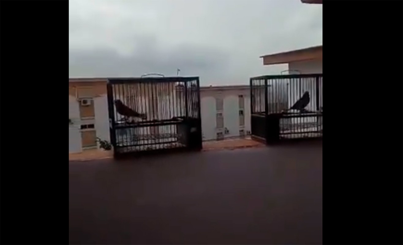 VIDEO: liberó a sus pajaritos porque con la cuarentena entendió el dolor de estar encerrado | Curiosidades