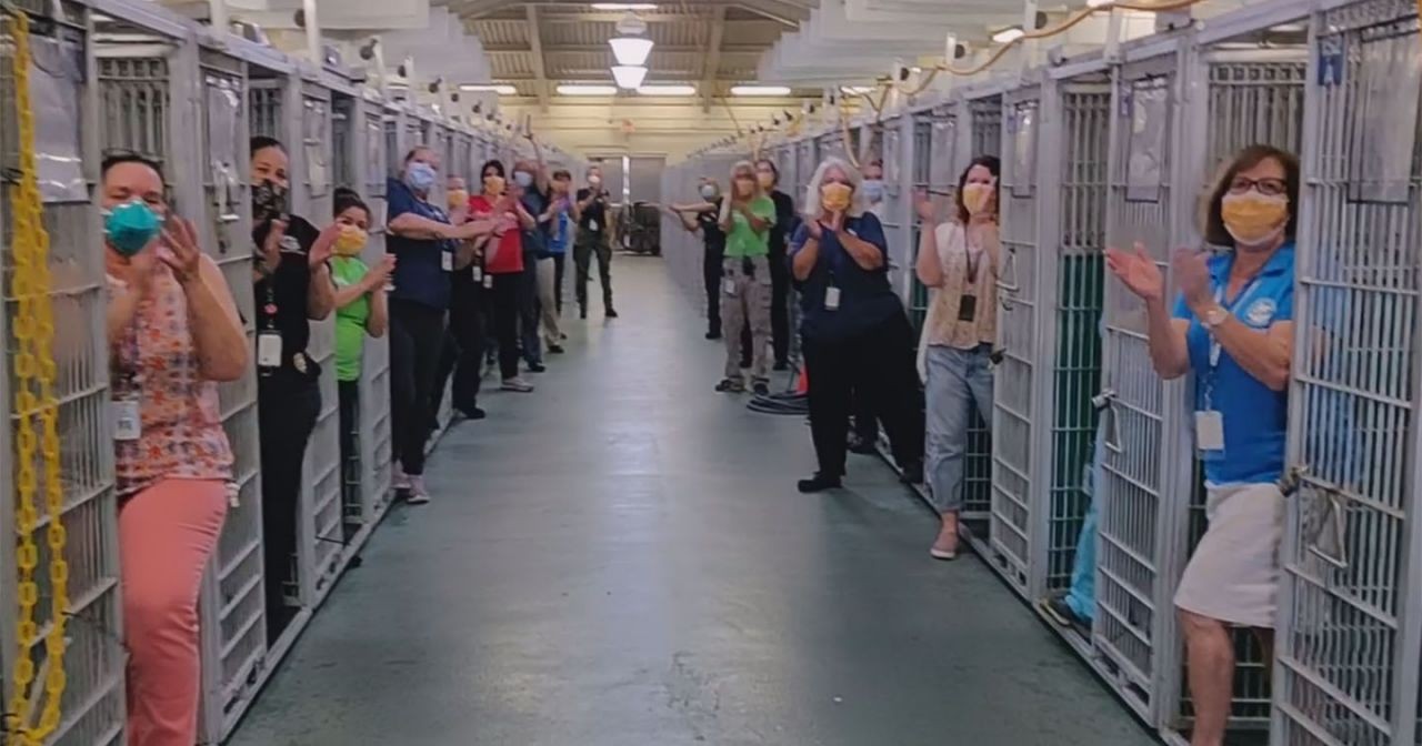 VIDEO: así festejaron que todos los animales de un refugio fueron adoptados | Curiosidades